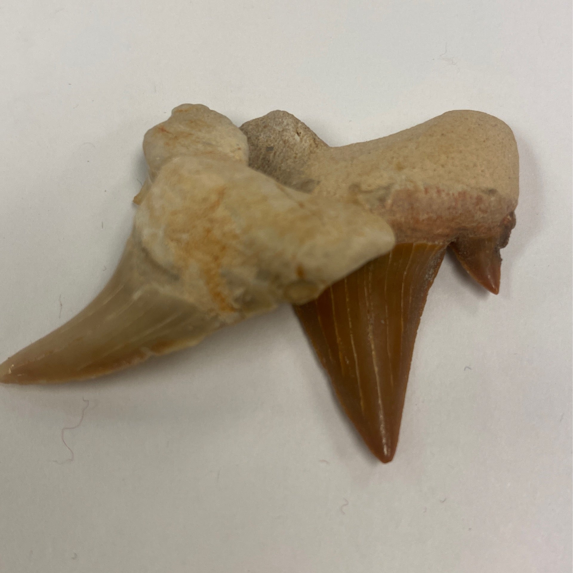 Shark Teeth / Bulk
